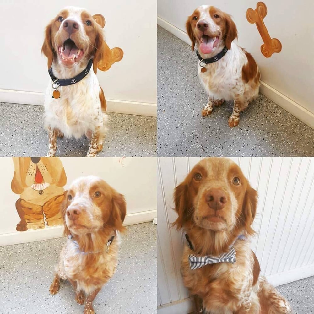 Barks N’ Bubbles 17 Reviews Pet Groomers 846 Dupont Rd, West