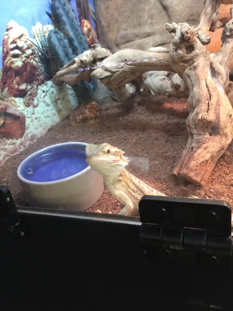 DFW Reptarium 18 Photos & 22 Reviews Pet Stores 2220 Coit Rd