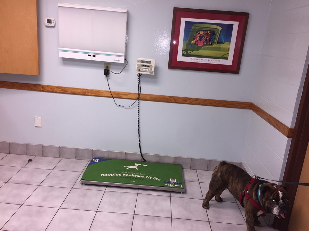 Flagler Animal Hospital Flagler Beach Fl Flagler Animal Hospital Flagler Beach Fl
