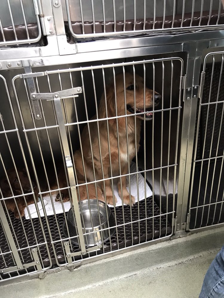 Pet Haven Animal Hospital 66 Reviews Veterinarians 290 McDonald