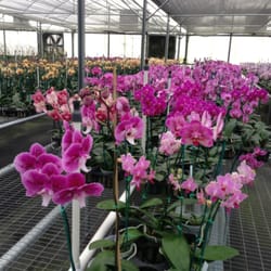 Chons Orchid Nursery Nurseries Gardening 6704 Plymouth Photo Of Chons Orchid Nursery Apopka Fl United States Valentine Orchids