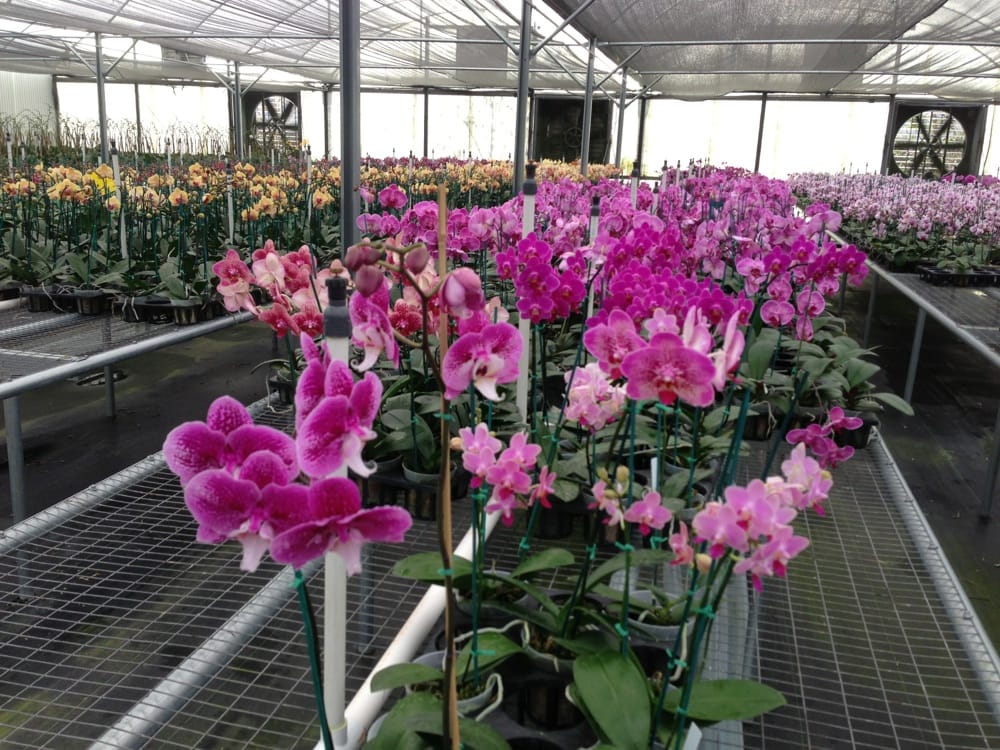 Chons Orchid Nursery Nurseries & Gardening 6704 Plymouth Sorrento