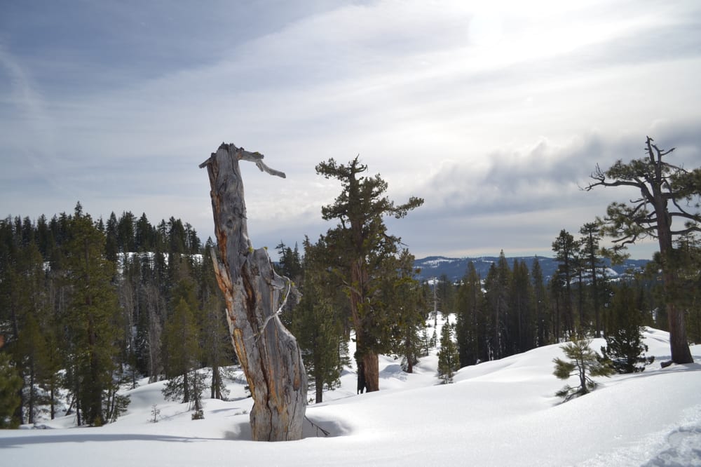 Bear Valley Ski Area 87 Photos & 127 Reviews Ski Resorts 2280 State Rt 207, Bear Valley