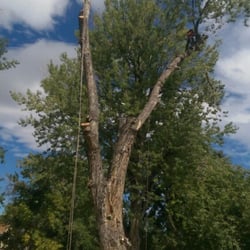 artistic tree care 12 photos 52 reviews tree services 5135 e
