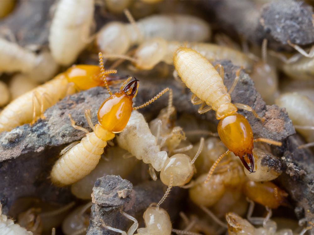 Treasure Coast Pest Control