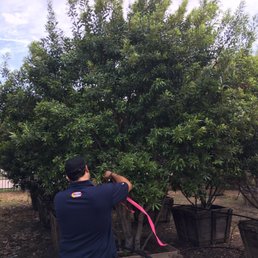 Photos For Tex Tree Nurseries Yelp Photo Of Tex Tree Nurseries Spring Tx United States Luis Tagging