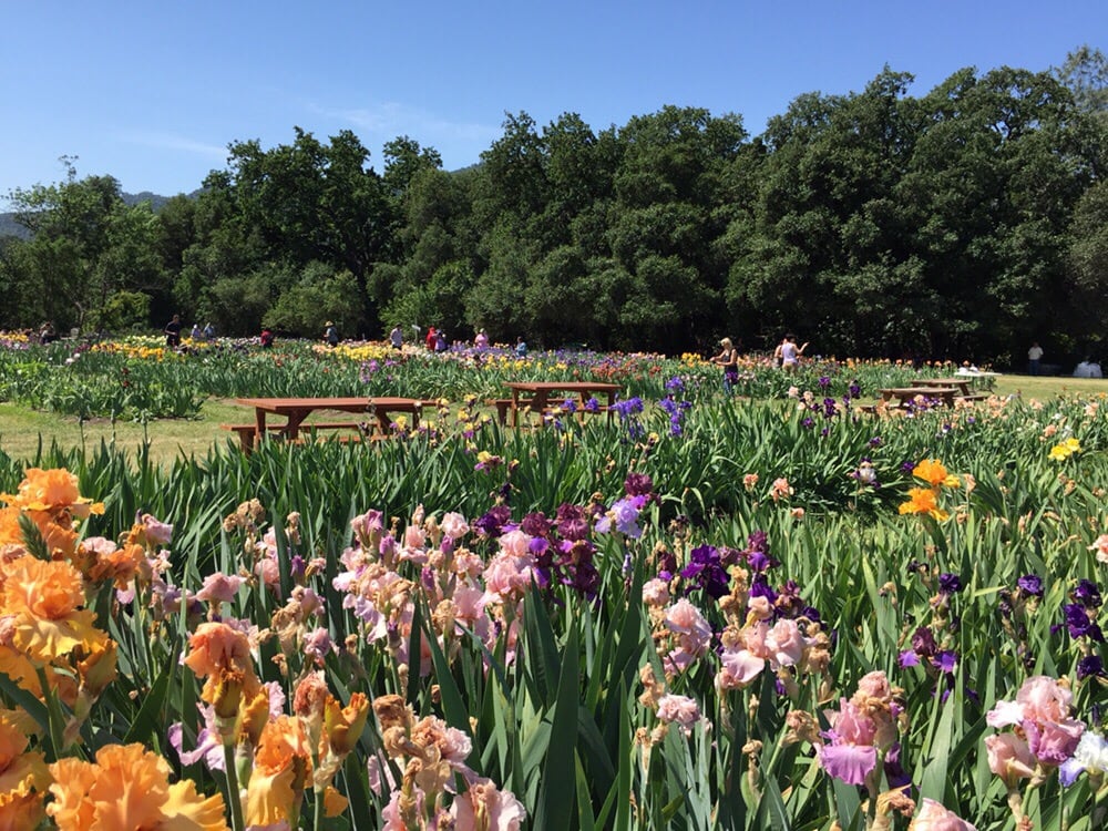 Pleasants Valley Iris Farm Temp Closed Nurseries Gardening Pleasants Valley Iris