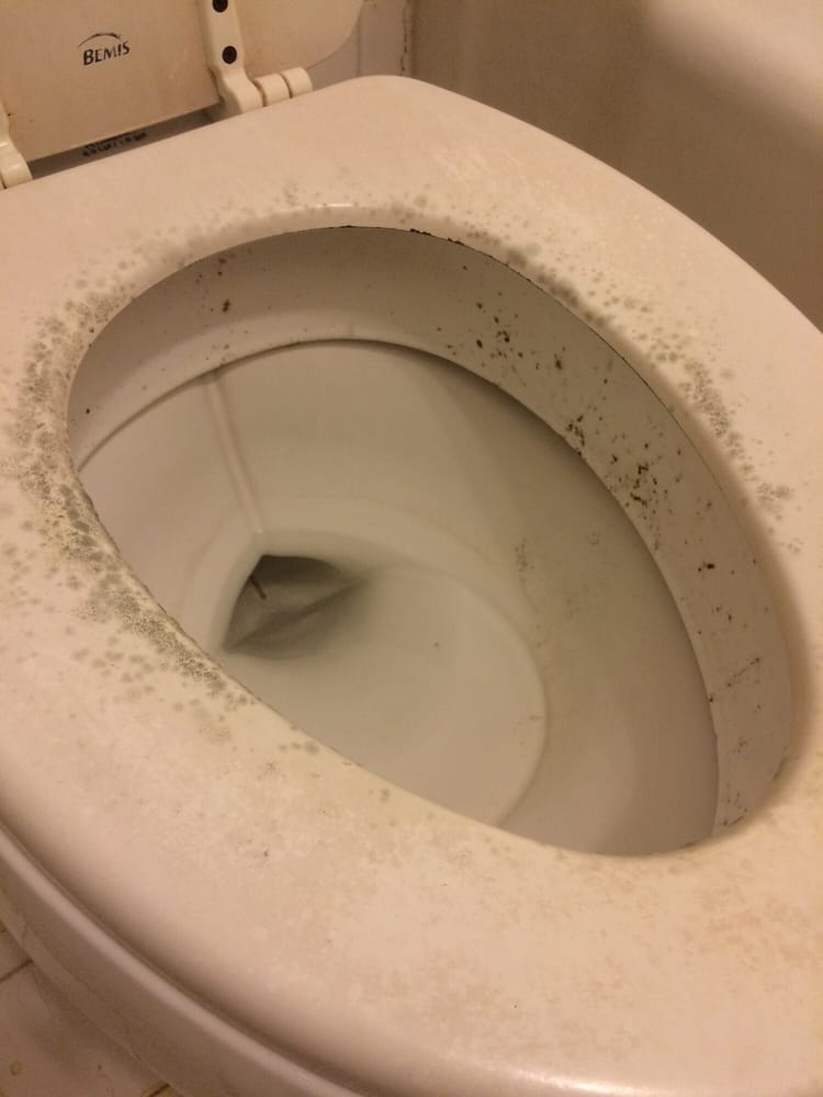 Mold growing out of toilet! - Yelp Mold growing out of toilet! - Yelp