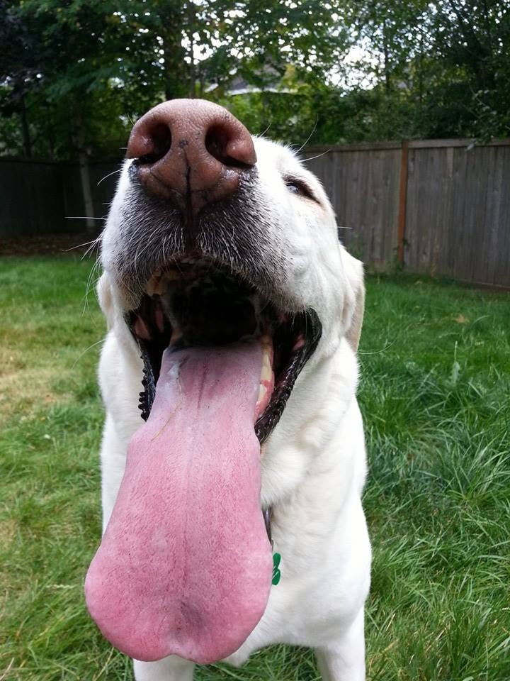 Camp Happy Paws 14 Reviews Pet Boarding/Pet Sitting 4616 174th St