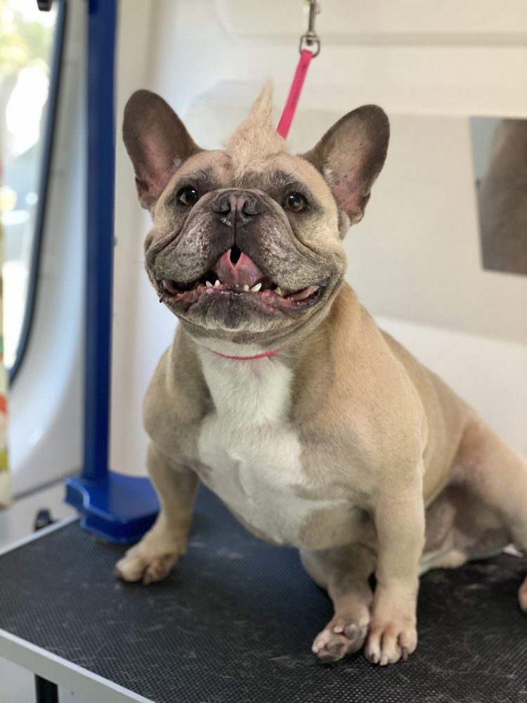 Kano's Pet Grooming  Mobile Service