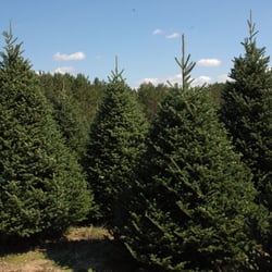 sullivan farms christmas trees christmas trees 14614 manchester sullivan christmas trees