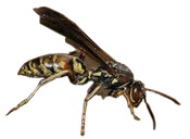 Century Termite & Pest Control