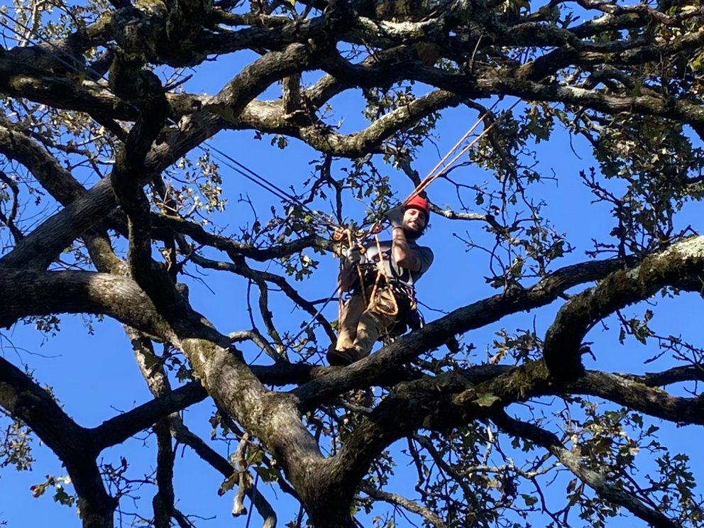 We Care Tree Care
