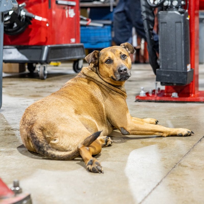 HOOD’S AUTOMOTIVE 41 Photos 198 NW Industrial Ct, Bridgeton, MO Yelp