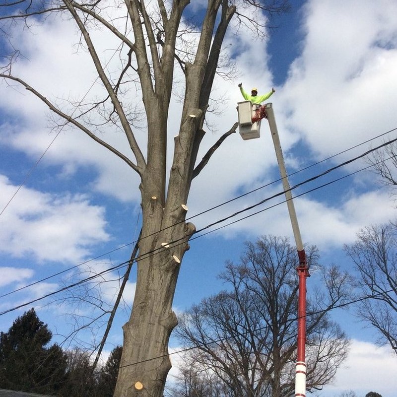 THE TREE PEOPLE 47 Photos & 15 Reviews 8370 Jumpers Hole Rd