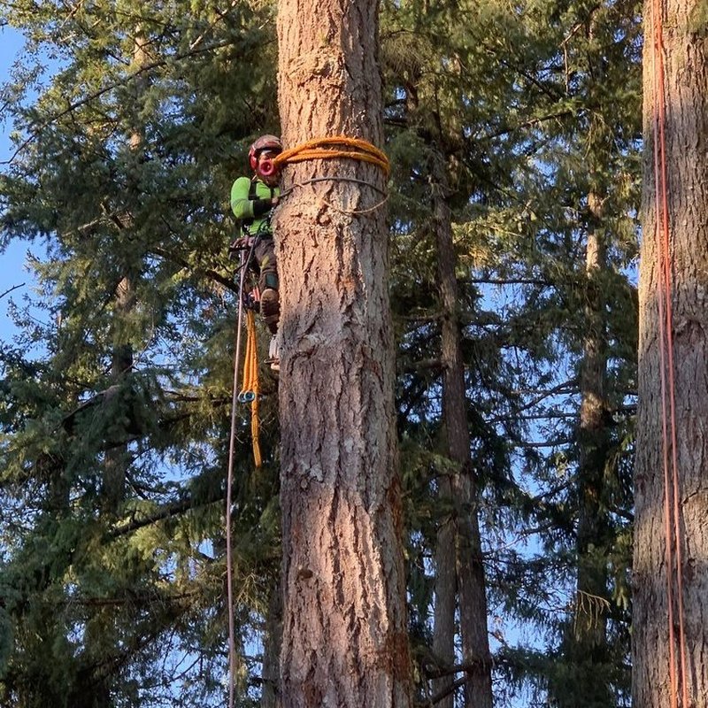 ALL ABOUT TREES 136 Photos & 19 Reviews 7325 NE Imbrie Dr