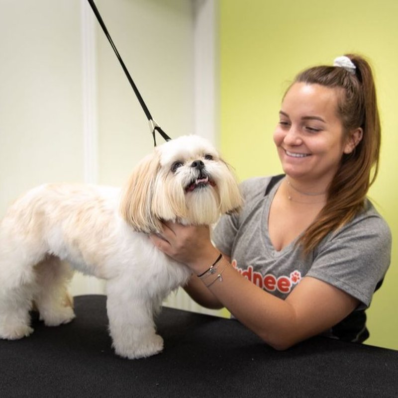 SYDNEE’S PET GROOMING NEWPORT BEACH 244 Photos & 167 Reviews 3601