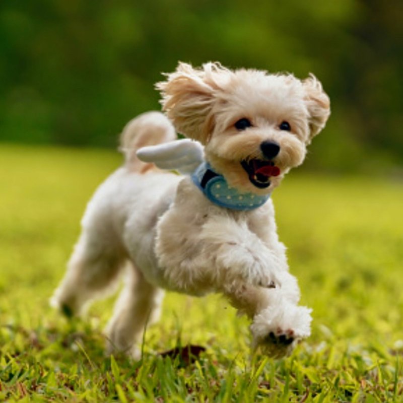 GENESEO VETERINARY CARE Veterinarians 3889 North Rd, Geneseo, NY