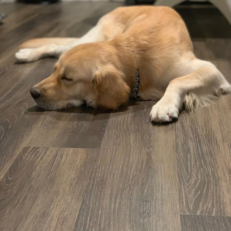 Flooring Creations Reviews Home Alqu