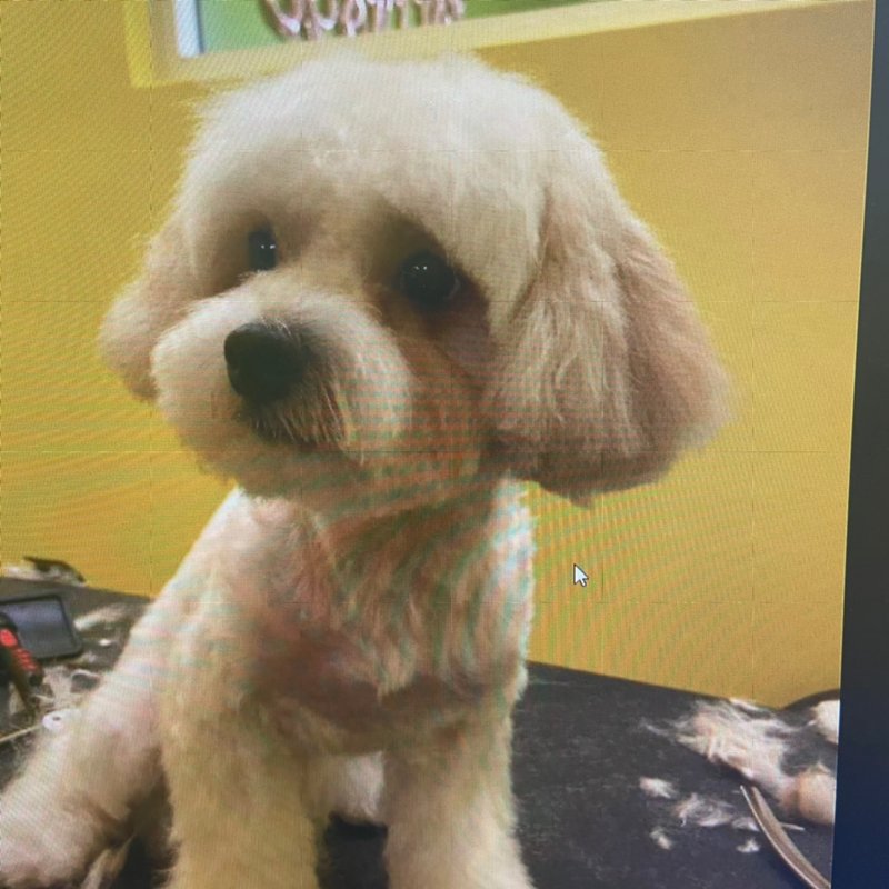 Head to tail pet grooming