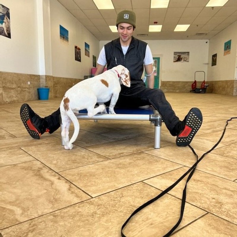 DOWNERS GROVE DOG TRAINING AND GROOMING 131 Photos 2151 West 63rd St, Downers Grove, IL Yelp