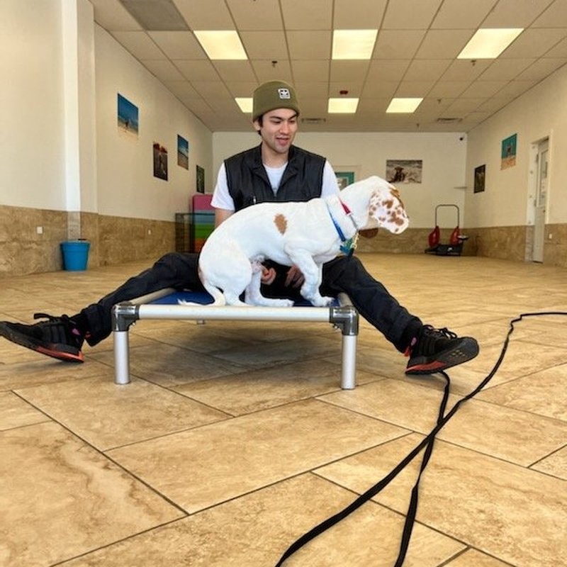 DOWNERS GROVE DOG TRAINING AND GROOMING - 131 Photos - 2151 West 63rd St, Downers Grove, IL - Yelp DOWNERS GROVE DOG TRAINING AND GROOMING - 131 Photos - 2151 West 63rd St, Downers Grove, IL - Yelp