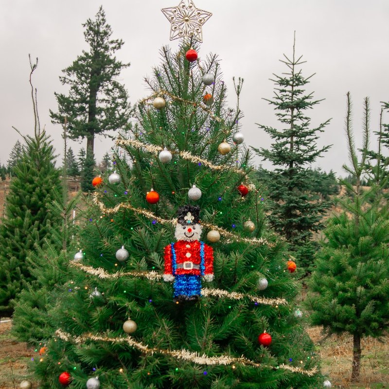 BACON’S CHRISTMAS TREE FARM TEMP. CLOSED 39 Photos & 14 Reviews