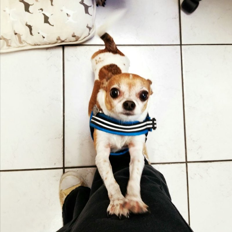 QUEEN CREEK VETERINARY CLINIC 69 Photos & 78 Reviews 20201 E