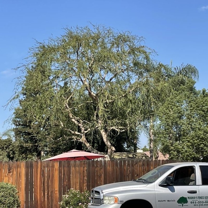 MARIO’S TREE SERVICES 48 Photos Bakersfield, CA Yelp