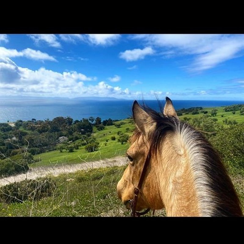 OCEANVIEW PERFORMANCE HORSES 28 Photos 40 Narcissa Dr, Rancho Palos Verdes, CA Yelp