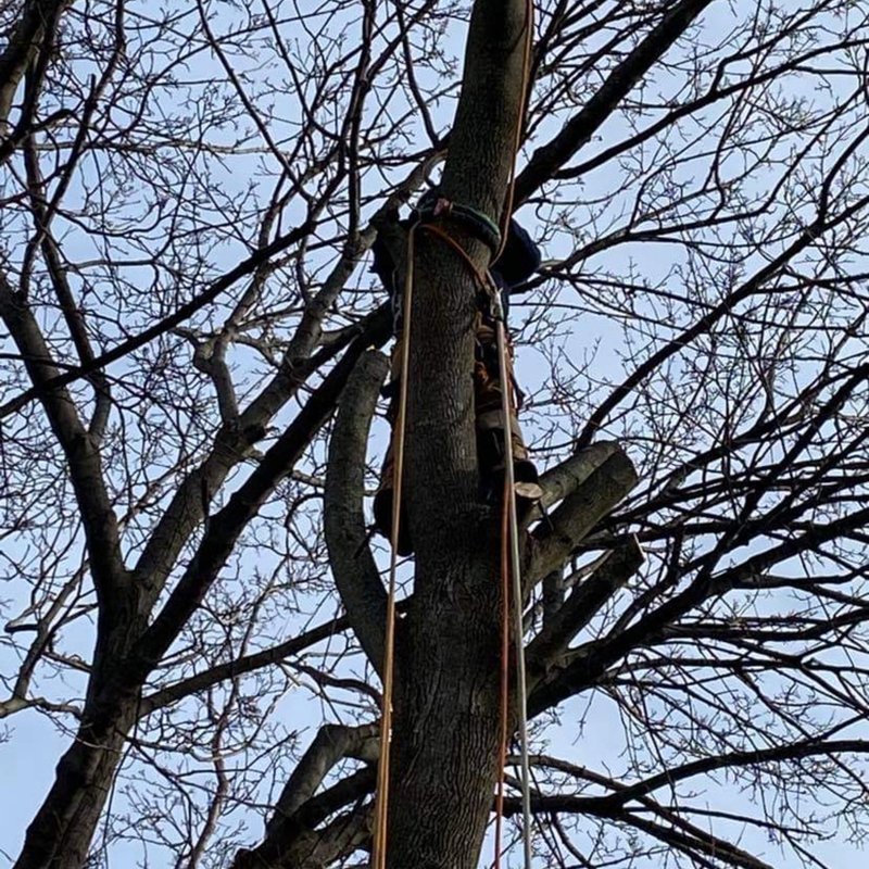 JAVIER’S LANDSCAPING & TREE SERVICES 163 Photos & 13 Reviews Tree Services Lynn, MA