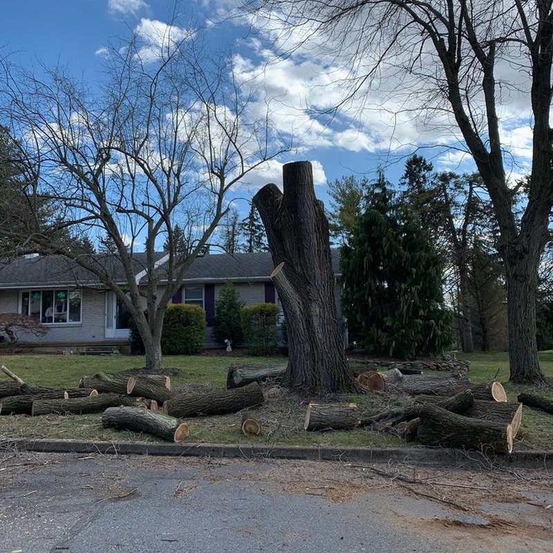 WOODPECKER TREE SERVICES - 77 Photos - Easton, PA - Yelp