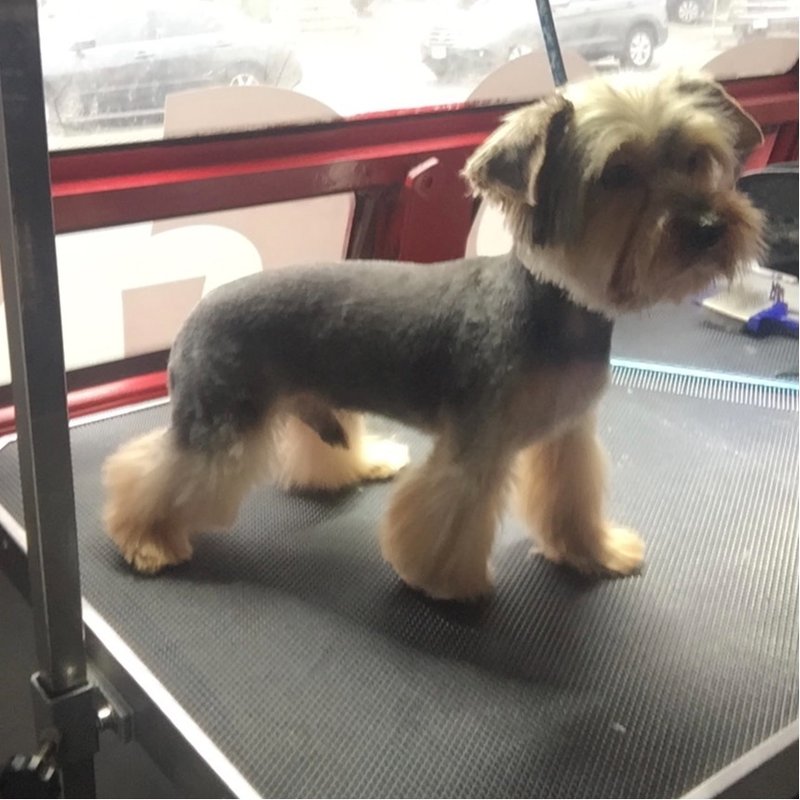 DOGS IN STYLES MOBILE GROOMING 44 Photos & 24 Reviews Lafayette, CA