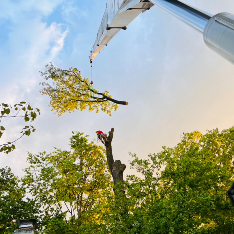 AXCOBAR TREE EXPERTS 129 Photos & 25 Reviews 17405 Redland Rd, Rockville, MD Yelp