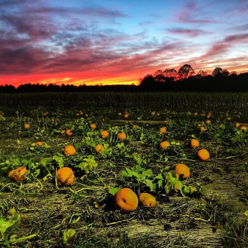 THE FARM 49 Photos 769 Bray Ford Rd, Dobson, NC Yelp