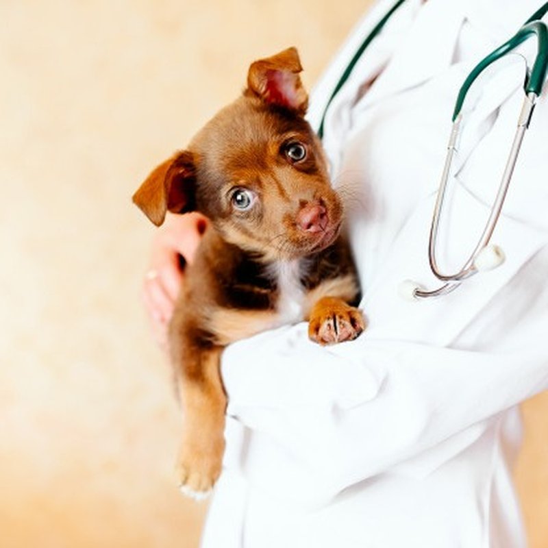 4 PAWS PET HOSPITAL 63 Photos & 188 Reviews 4201 Mexicali Dr