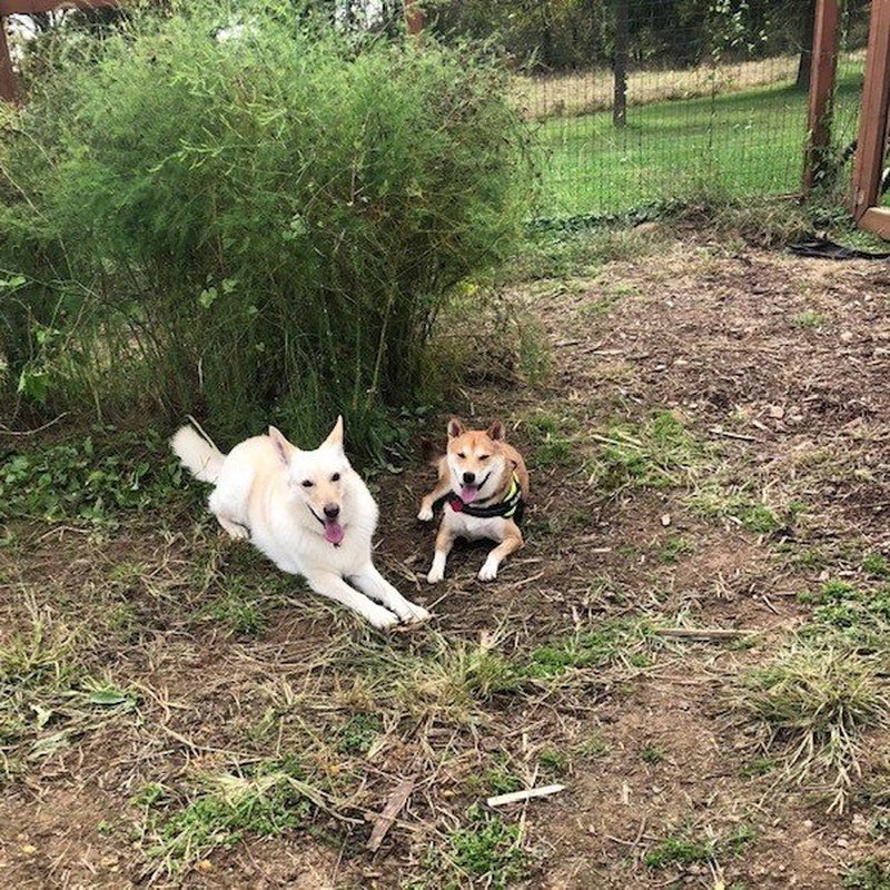 SUGAR MAPLE FARM K9 BOARDING AND DAY CARE 10 Photos 24450 Old