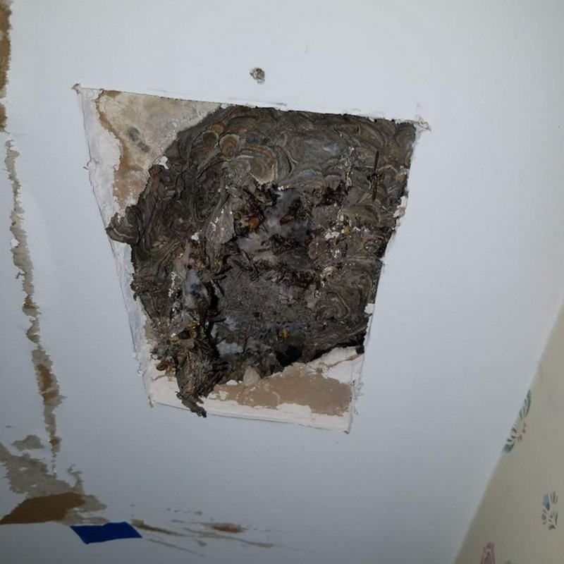 BEST PEST CONTROL 96 Photos & 14 Reviews Brewster, NY Yelp