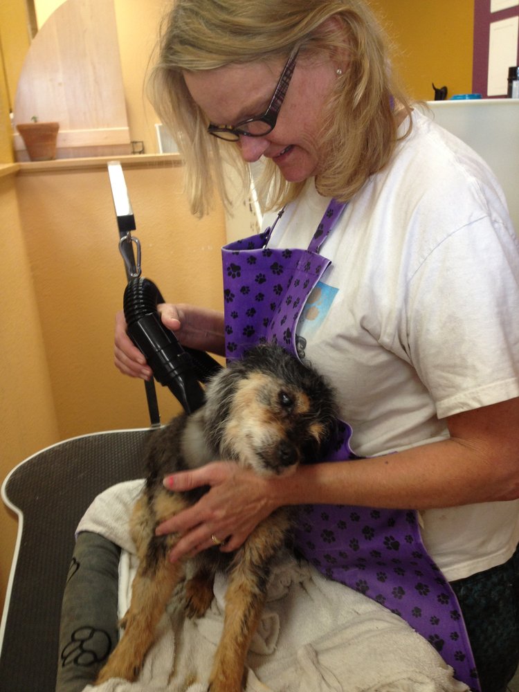 Cheap Dog Groomers In Long Beach Ca Cheap Dog Groomers In Long Beach Ca