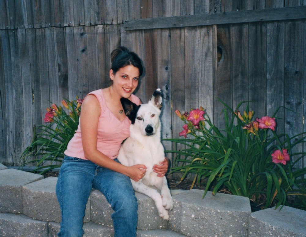 Dog Training Land O Lakes Fl Dog Training Land O Lakes Fl