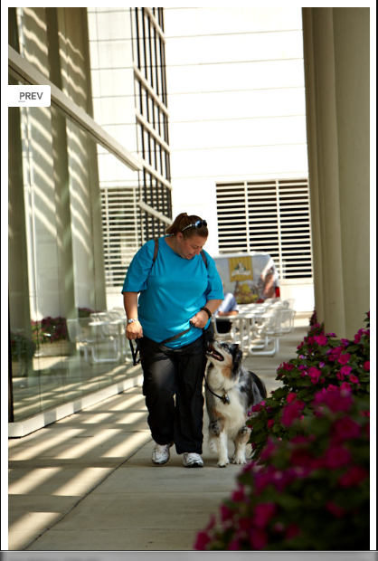 Elite Dog Training Winston Salem Elite Dog Training Winston Salem