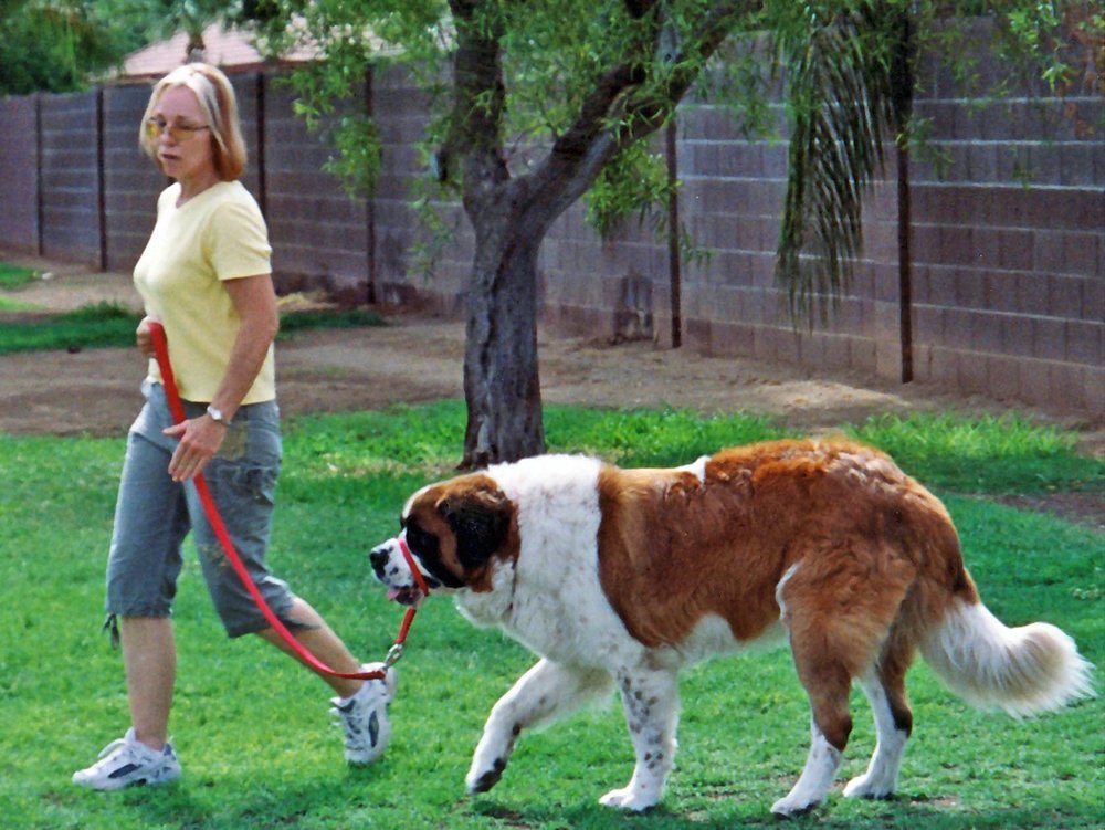 Dog Agility Training Queen Creek Az Dog Agility Training Queen Creek Az