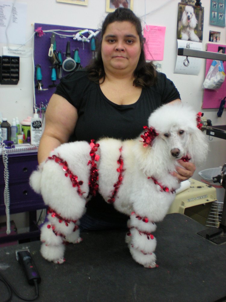 Hairy Beast Dog Cat Grooming Hairy Beast Dog Cat Grooming