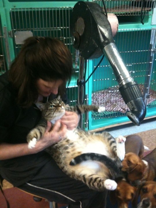 Nails To Tails Pet Grooming 10 Photos Pet Groomers Madbury, NH