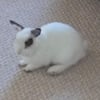 No Cookie