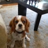 Malibu Mutt