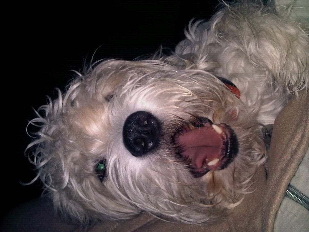 reviewer-profile-image