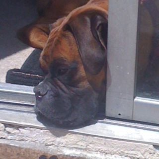 smocking birds baby boutique