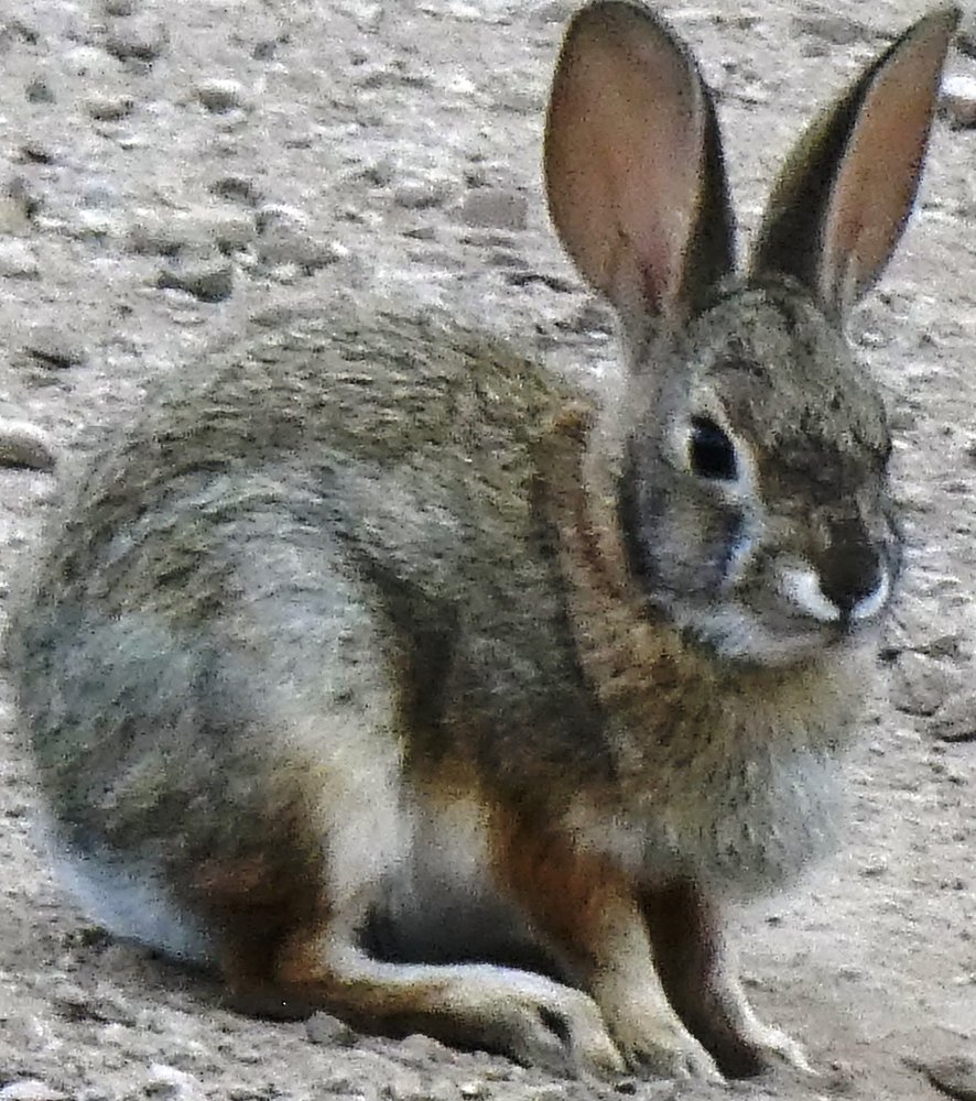 Conejo J.