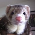 Beau C. Avatar